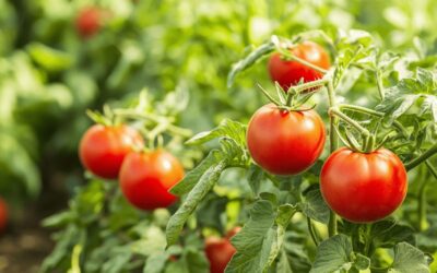 Techniques des maraichers : Combien de pied de tomate au m2 pour maximiser votre recolte selon les varietes